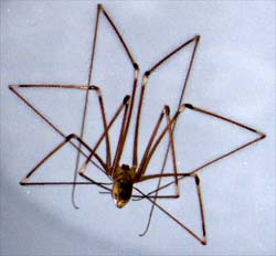 Daddy Long Legs  Spider Research