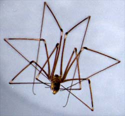 Daddy-long-legs spider - Stock Image - C027/0332 - Science Photo